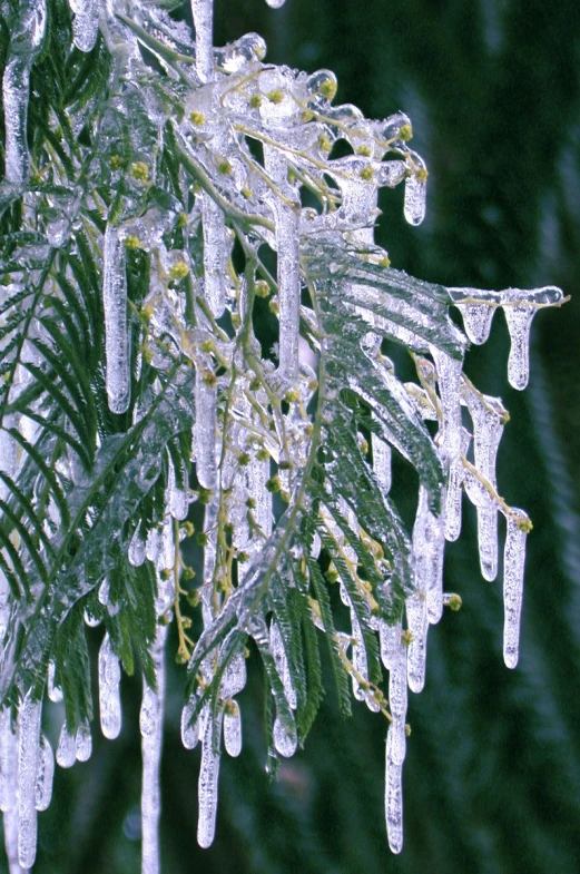 frosted and frozen pine leaves are hanging