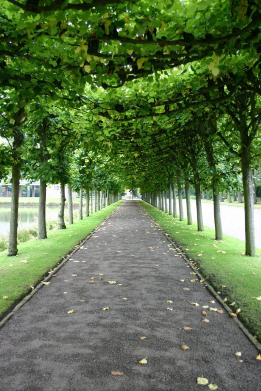 a road is lined with trees lined with grass