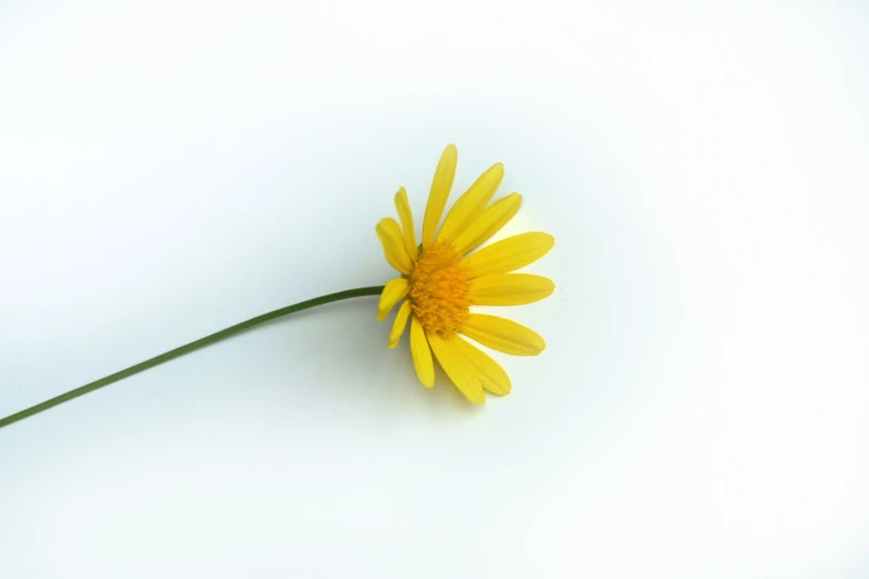 single yellow flower on white background with minimale