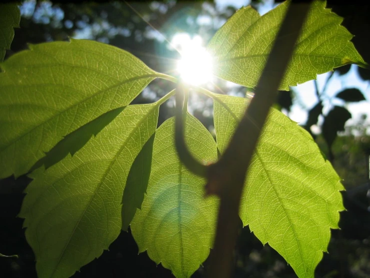 the light is shining through the leaves