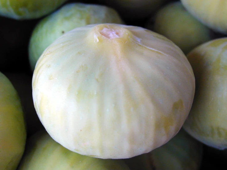 yellow gourds with large heads and orange stems