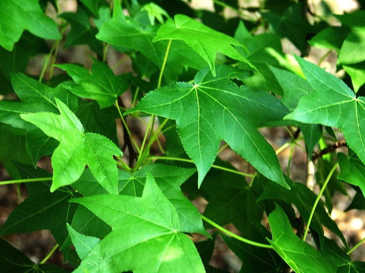 this is green leaves on a bush with white flowers