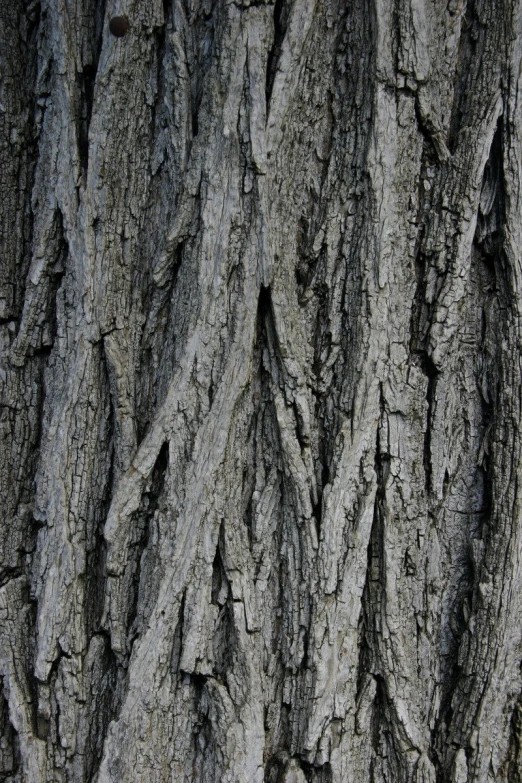 a bear looks at soing through the bark of a tree