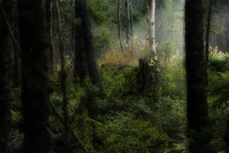 a wooden log in the middle of some woods