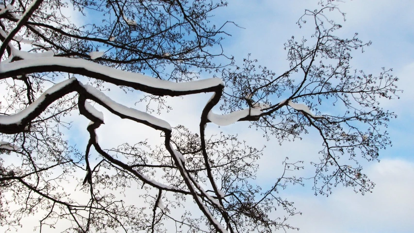 some snow is lying on the ground behind a tree