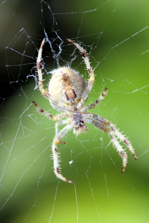 a spider sits on its web and appears to be ready for prey