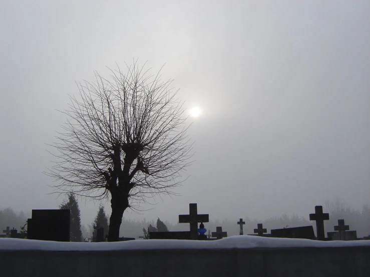 the trees are covered in snow near tombstones