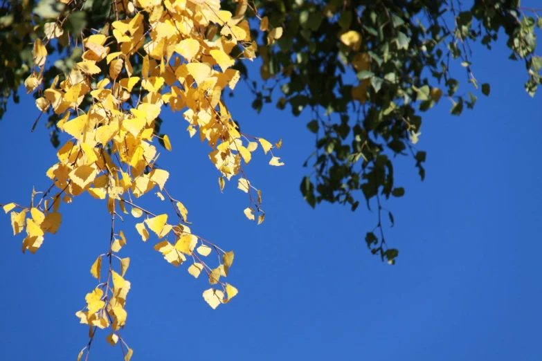 a blue sky with some yellow leaves hanging from it