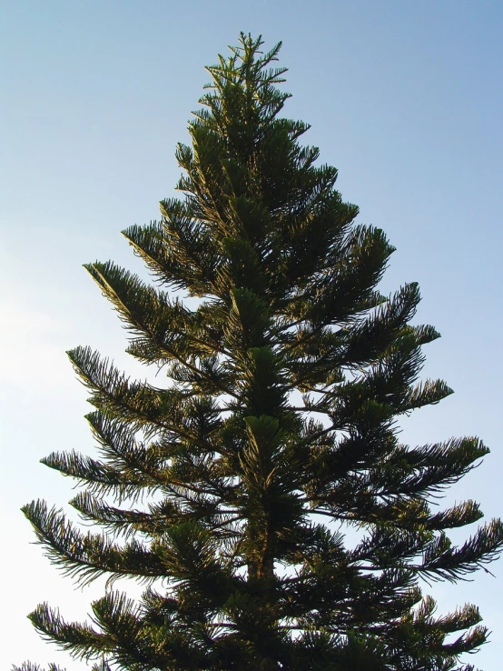 a tall pine tree sitting next to a blue sky