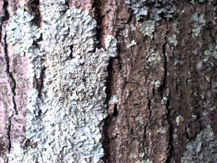 close up view of licheny on tree bark