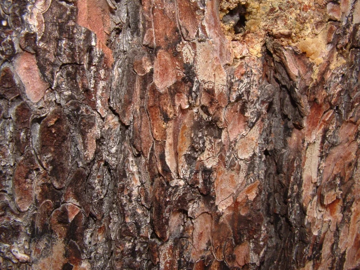 brown bark of an old tree with white frothy patches