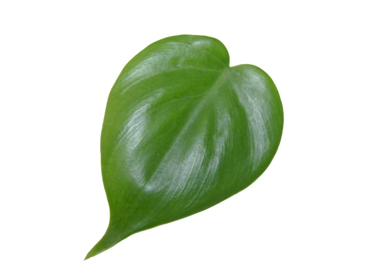 a green leaf that is next to a white background