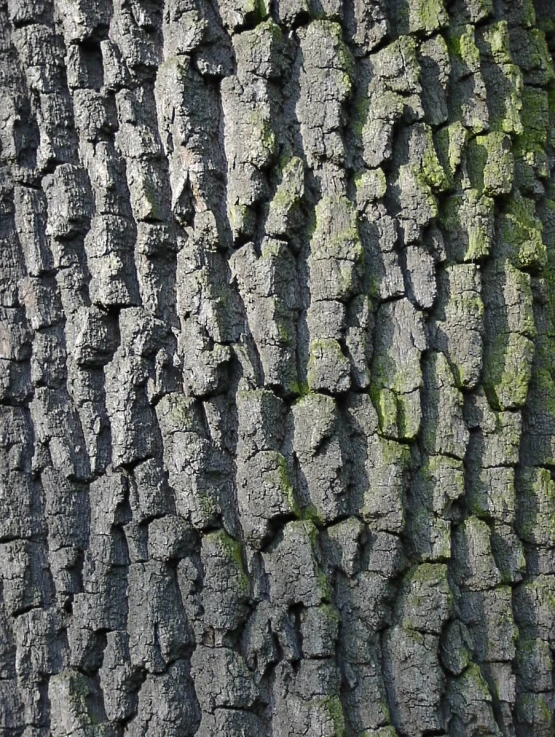 the bark on the trunk of a tree