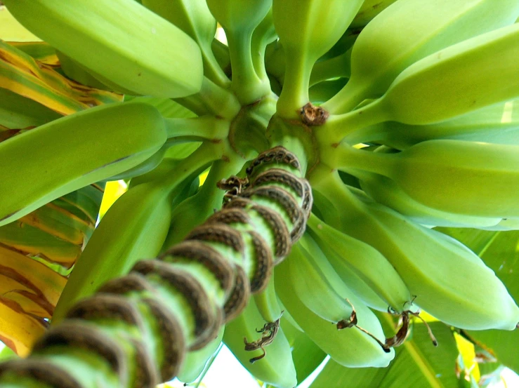 a bunch of bananas hanging from a plant