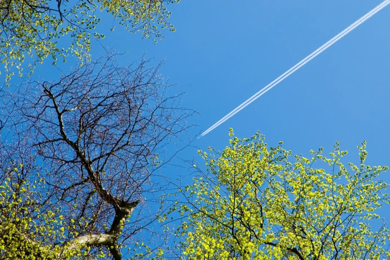 two jets flying in a blue sky over trees