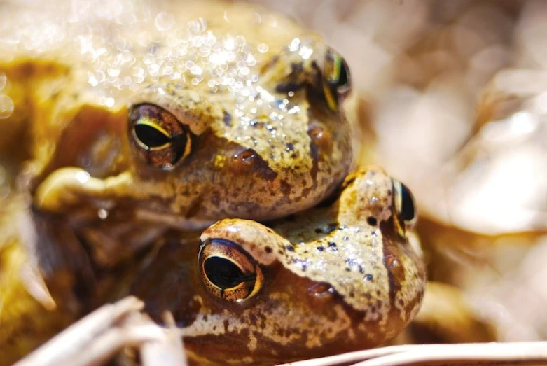 two frogs that are close to each other