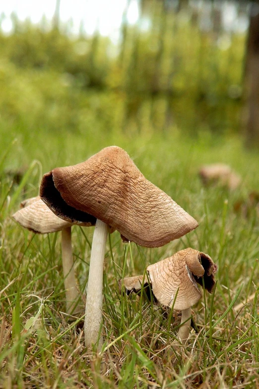 a couple of small mushrooms are standing in the grass