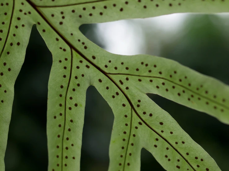 a close up po of the large leaves