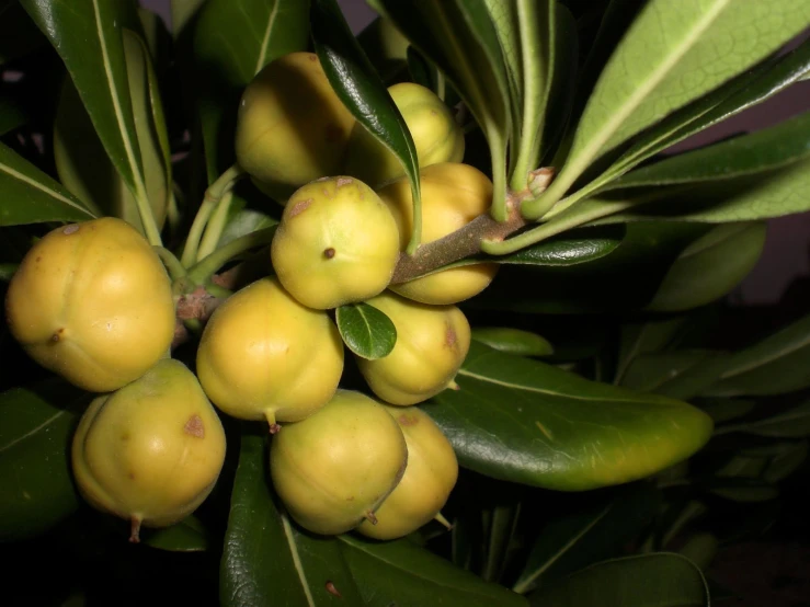 many yellow fruits are hanging on the green leaves