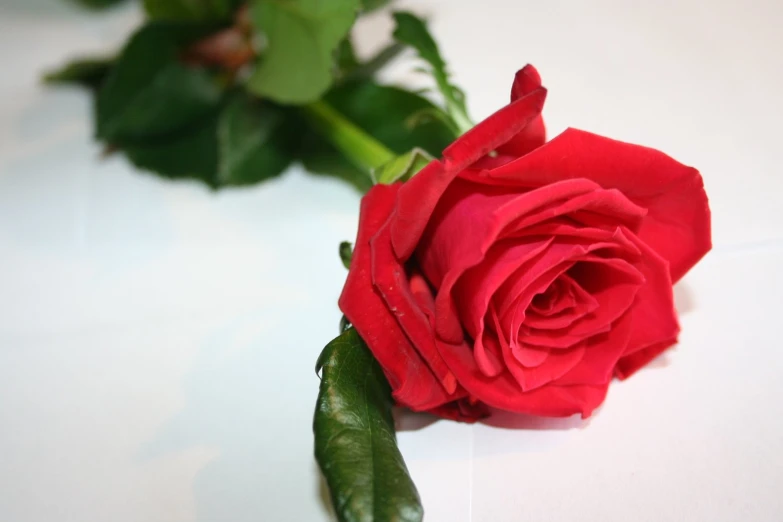 a close up view of a red rose