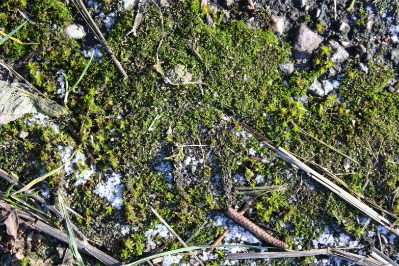 a patch of green grass covered with snow