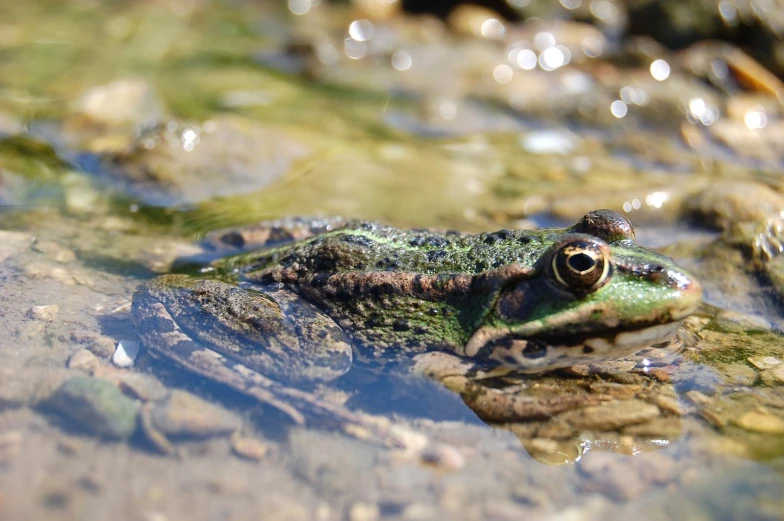 a green frog is sitting in some water