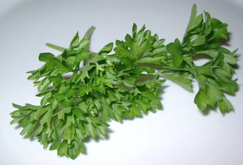 a group of green leaves on a white surface