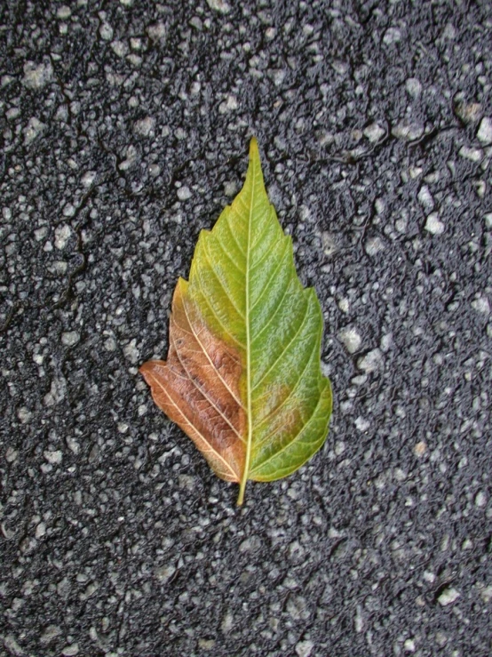 the green leaf is laying on a black ground