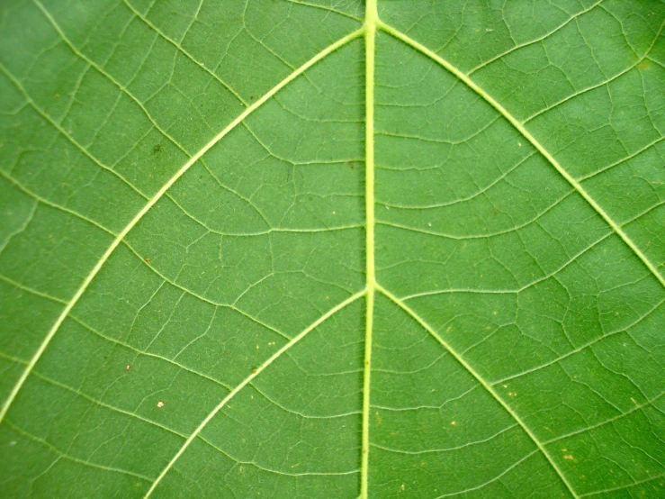 closeup view of the leaves on a leaf