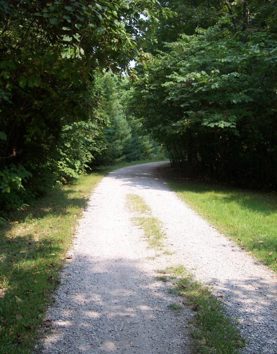 a picture taken through trees and looking down a gravel road