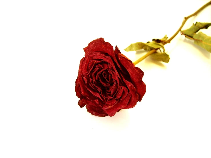 single red rose bud sitting on top of white surface