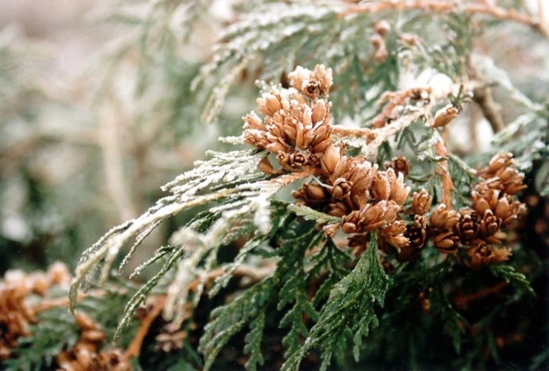 snow laden pine needles are seen in this po