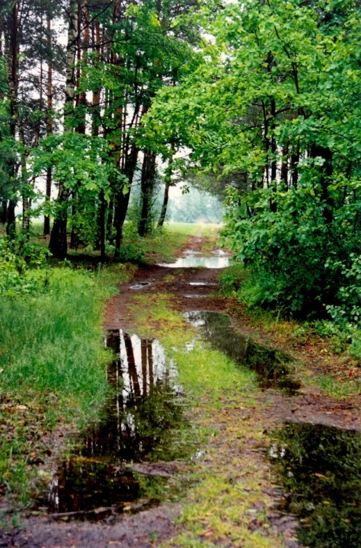 a water filled dirt path with trees around it