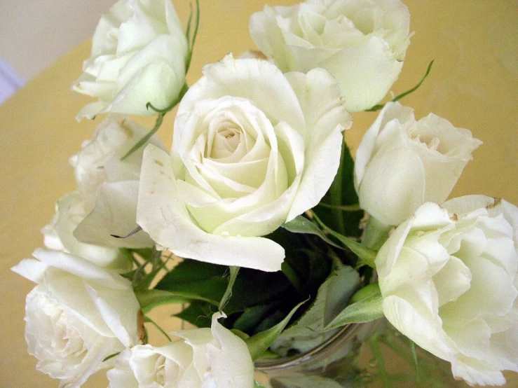 a white rose sits in a glass vase