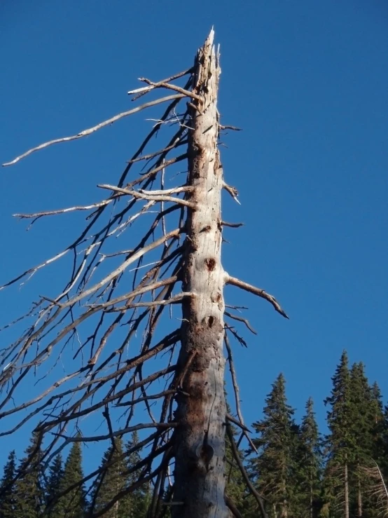 there is a large bare tree next to a forest