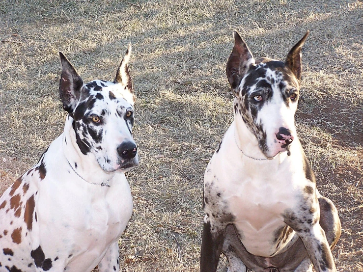 two dogs, one in black and white and the other brown and white with spots on it