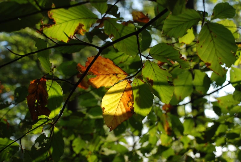 yellow and red leaves sitting on top of trees