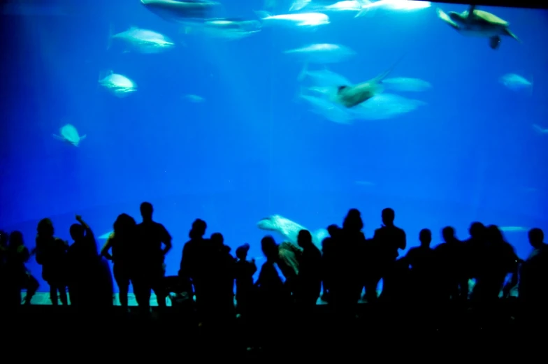 many people in silhouette watch a fish swim around