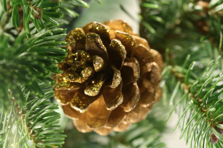 the golden pine cone is on the green pine tree