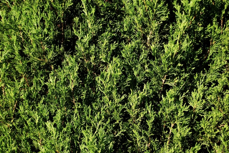 a tree is shown from up high with green leaves