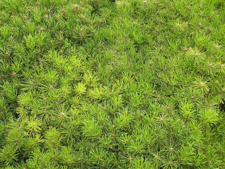 a patch of grass with small bushes growing on it