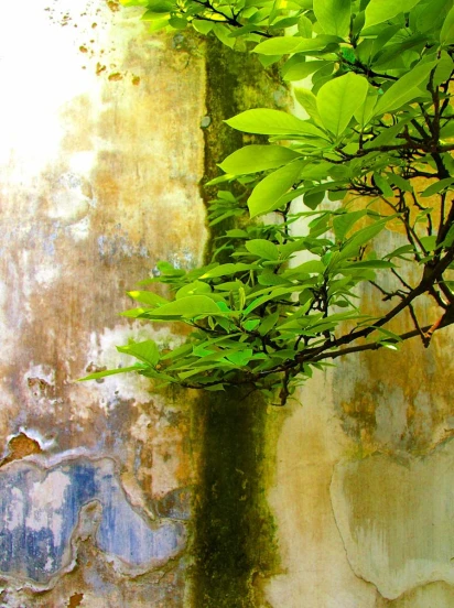 green plant next to an old wall in daylight