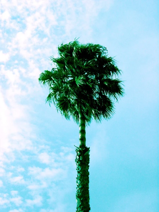 a tall palm tree is against the blue sky