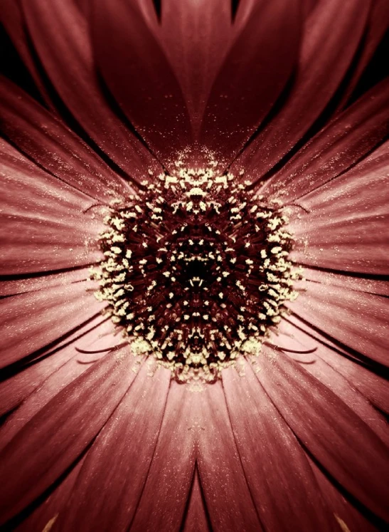 close up of a flower in color and red