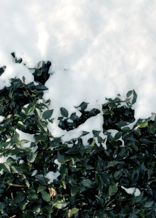 green leaves in the snow as it sits on top of a white snow covered ground