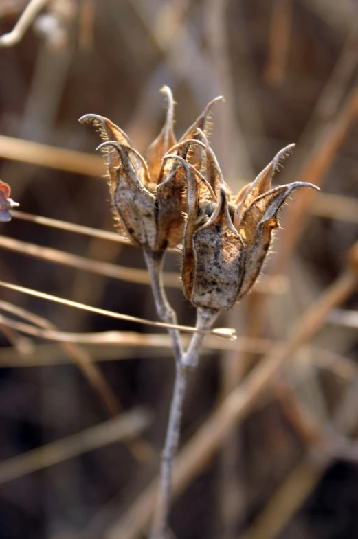 an empty plant in front of some brown leaves