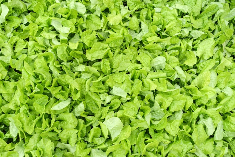 green lettuce as a background