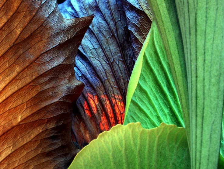 closeup s of the leaves of an ornamental plant