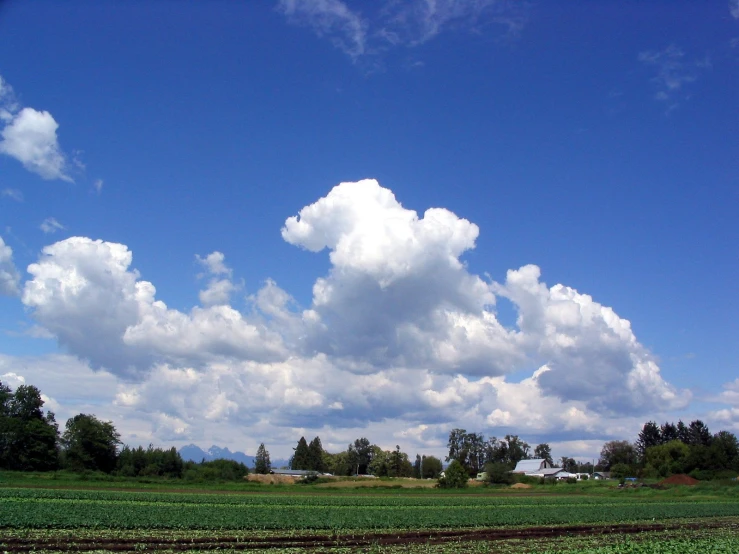 green fields with trees in the background and a cloudy blue sky