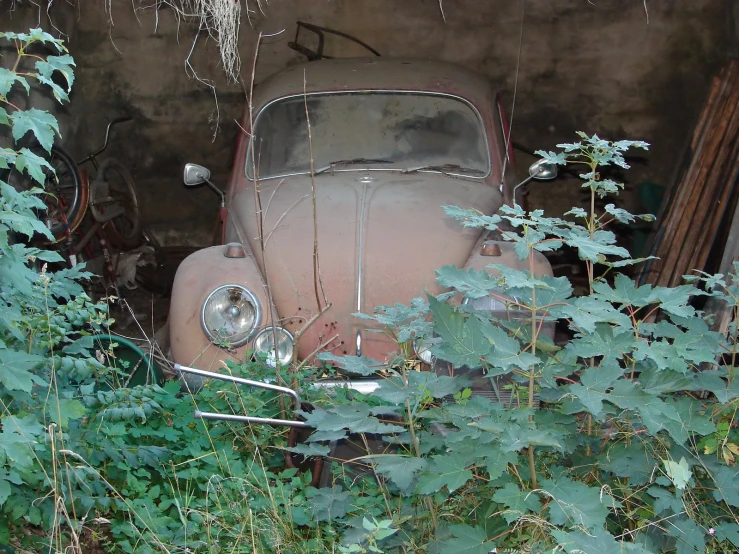 the old car is parked in the overgrown area